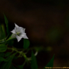 덩굴용담(Tripterospermum japonicum (Siebold & Zucc.) Maxim.) : 풀잎사랑