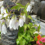 흰섬초롱꽃 : 박용석nerd