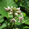 박주가리(Metaplexis japonica (Thunb.) Makino) : 산들꽃