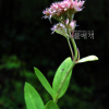 세잎꿩의비름(Hylotelephium verticillatum (L.) H.Ohba) : 둥근바위솔