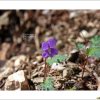 화엄제비꽃(Viola ibukiana Makino) : 河志