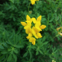 서양벌노랑이 : 봄까치꽃