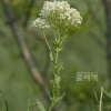 큰잎다닥냉이(Lepidium draba L.) : 노루발