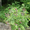족제비싸리(Amorpha fruticosa L.) : 통통배