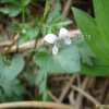 반달콩제비꽃(Viola verecunda var. semilunaris Maxim.) : 들국화