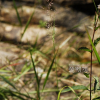 기름새(Spodiopogon cotulifer (Thunb.) Hack.) : 도리뫼