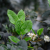 둥근잎광나무(Ligustrum japonicum Thunb. f. rotundifolium (Blume) Noshiro) : 설뫼*