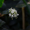 둥근잎광나무(Ligustrum japonicum Thunb. f. rotundifolium (Blume) Noshiro) : 설뫼*