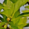 꾸지뽕나무(Cudrania tricuspidata (Carr.) Bureau ex Lavallee) : 설뫼
