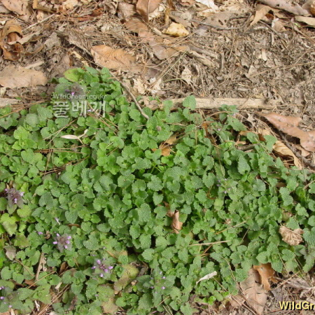 자주광대나물(Lamium purpureum L.) : 고마리