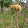 솜나물(Leibnitzia anandria (L.) Turcz.) : 청암