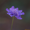 체꽃(Scabiosa tschiliensis Gr?ning f. pinnata (Nakai) W.T.Lee) : 봄까치꽃