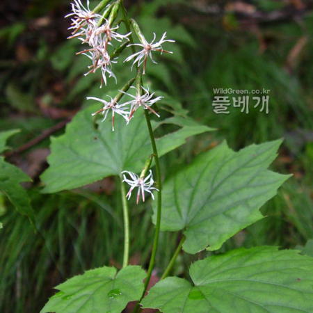 단풍취(Ainsliaea acerifolia Sch.Bip.) : 몽블랑