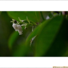 모새나무(Vaccinium bracteatum Thunb.) : 산들꽃
