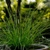 솔잎사초(Carex biwensis Franch.) : 고들빼기