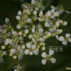 큰잎다닥냉이(Lepidium draba L.) : 노루발