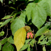 큰여우콩(Rhynchosia acuminatifolia Makino) : 풀배낭