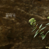 세잎꿩의비름(Hylotelephium verticillatum (L.) H.Ohba) : 둥근바위솔