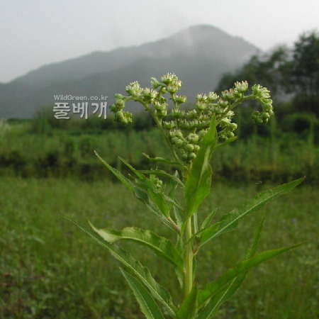 낙지다리(Penthorum chinense Pursh) : 벼루