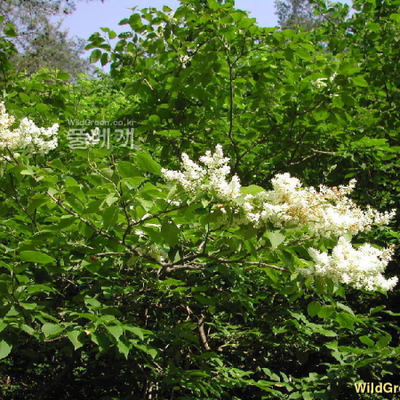 개회나무(Syringa reticulata (Blume) H.Hara var. amurensis (Rupr.) J.S.Pringle) : 벼루