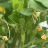 땅콩(Arachis hypogaea L.) : 벼루