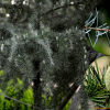 개잎갈나무(Cedrus deodara (Roxb.) Loudon) : 설뫼*