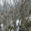 홍괴불나무(Lonicera maximowiczii (Rupr.) Regel) : 통통배