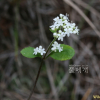 뚝갈(Patrinia villosa (Thunb.) Juss.) : 추풍