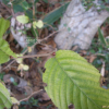 개서어나무(Carpinus tschonoskii Maxim.) : 무심거사