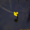 통발(Utricularia japonica Makino) : 박용석