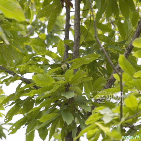 상수리나무(Quercus acutissima Carruth.) : 카르마