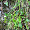 물매화(Parnassia palustris L.) : 벼루