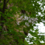 흰정향나무 : 박용석nerd