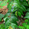 애기병꽃(Diervilla sessilifolia Buckley) : 박용석nerd
