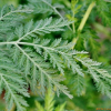 개똥쑥(Artemisia annua L.) : 무심거사