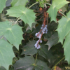 뿔남천(Mahonia japonica (Thunb.) DC.) : 꽃사랑