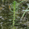 물수세미(Myriophyllum verticillatum L.) : 설뫼*
