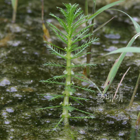 물수세미(Myriophyllum verticillatum L.) : 노루발