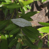 여우버들(Salix xerophila Flod.) : 무심거사