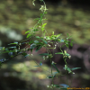 세포큰조롱(Cynanchum volubile (Maxim.) Hemsl.) : 산들꽃