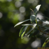 키버들(Salix koriyanagi Kimura ex Goerz) : 추풍