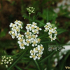 톱풀(Achillea alpina L.) : 현촌