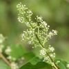 터리풀(Filipendula glaberrima (Nakai) Nakai) : 산들꽃
