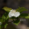백당나무(Viburnum opulus L. var. sargentii (Koehne) Takeda) : 벼루
