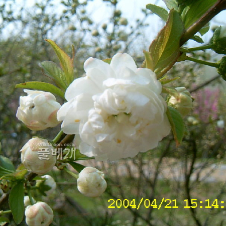 옥매(Prunus glandulosa for. albiplena Koehne) : 현촌