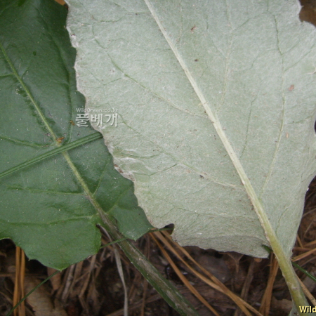 솜나물(Leibnitzia anandria (L.) Turcz.) : 봄까치꽃