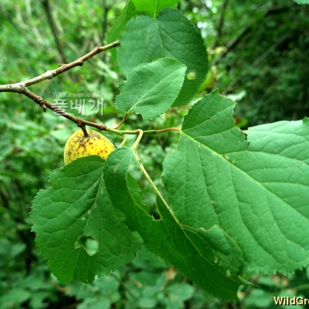 개살구나무(Prunus mandshurica (Maxim.) Koehne) : 여울목