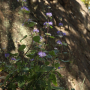 층꽃나무 : 도리뫼