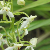 제비난초(Platanthera densa Freyn subsp. orientalis (Schltr.) Efimov) : 무심거사