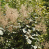 안개나무(Cotinus coggygria Scop.) : 산들꽃